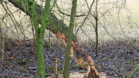 Der Baum dürfte beim angekündigten Sturm heute Nacht fallen, vermutete Lappe am Mittwochmittag.