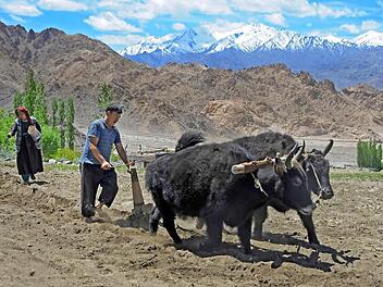Die wichtigsten Haustiere im Himalaya sind das Yak und das Dzo, eine Mischung aus Yak und Hausreind. Vor allem Bauern nutzen das Dzo zur Feldarbeit.  Foto: Wilfried Herold
