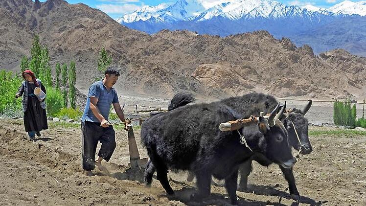 Die wichtigsten Haustiere im Himalaya sind das Yak und das Dzo, eine Mischung aus Yak und Hausreind. Vor allem Bauern nutzen das Dzo zur Feldarbeit.  Foto: Wilfried Herold