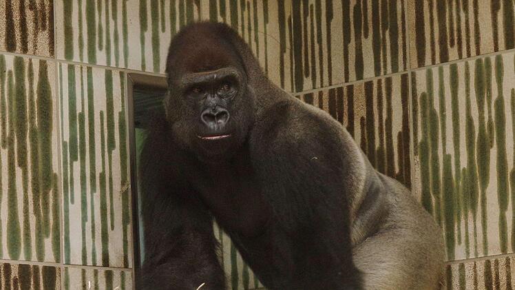 Beeindruckende Statur: Gorilla Thomas hinterlie&szlig; gleich an seinem ersten Tag in N&uuml;rnberg m&auml;chtig Eindruck. Fotos: Helmut M&auml;gdefrau/Tiergarten N&uuml;rnberg
