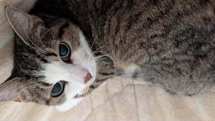 Tierheim N&uuml;rnberg sucht Platz f&uuml;r Katzen Susi und Franz
