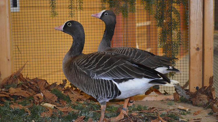Vereinssschau in Ramsthal. Foto: Andreas Lomb