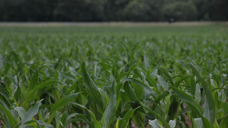 Der Mais steht da, wo vor einigen Jahren noch trainiert wurde. Foto: Marco Meißner