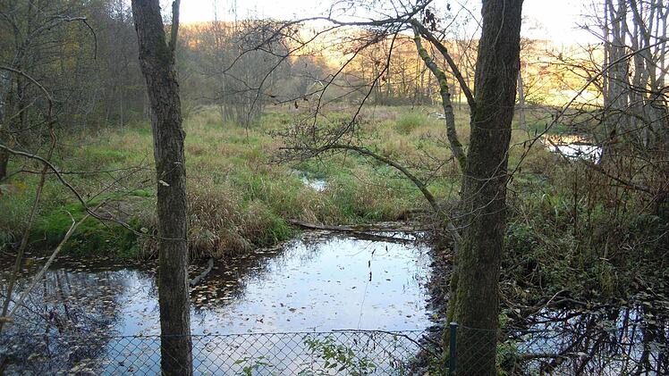 Schwemmland Sinntal vom aufgeschütteten Untergrund aus. Foto: Julia Raab