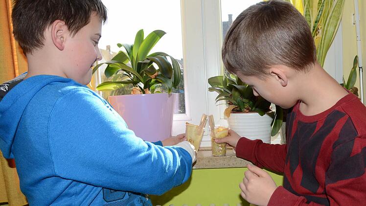 Fabian und Danel haben ihre Bohnenkeimlinge in transparenten Bechern vorgezogen. Auf der Fensterbank sollen sie weiter wachsen. Foto: Dagmar Besand