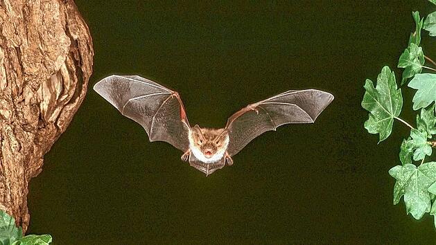 Fledermaus