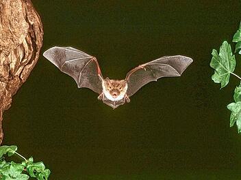 Fledermaus