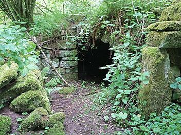 Der Keller des Hauses Nr 17 ist vom Weg aus zugänglich - aber völlig überwachsen.