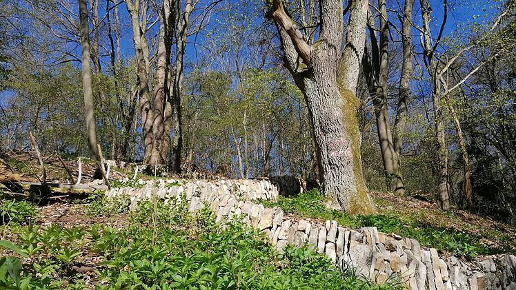 Die Weinbergmauern im Naturpark Altm&uuml;hltal stellen ein wertvolles St&uuml;ck Kulturgeschichte dar.