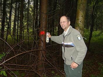 Förster Stefan Ludwig weiht einen Baum dem Untergang.  Foto: Malbrich