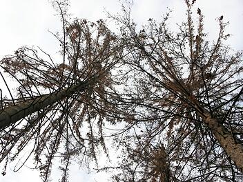 So sehen vom Borkenkäfer befallene Fichten aus. Die Bäume haben keine Chance und sterben ab.  Foto: Archiv