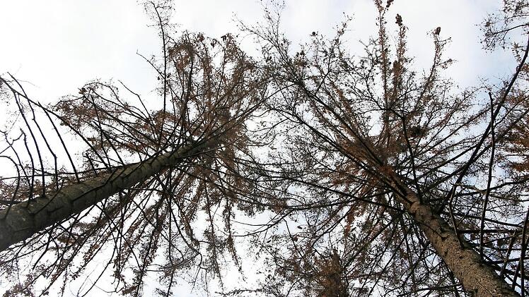 So sehen vom Borkenkäfer befallene Fichten aus. Die Bäume haben keine Chance und sterben ab.  Foto: Archiv