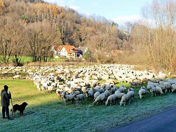 Wanderschäfer Johannes Kraft, hier in der Nähe des Trebgaster Badesees, macht sich mit seinen rund 400 Schafen wieder auf den Heimweg nach Erlangen-Höchstadt.  Foto: Dieter Hübner