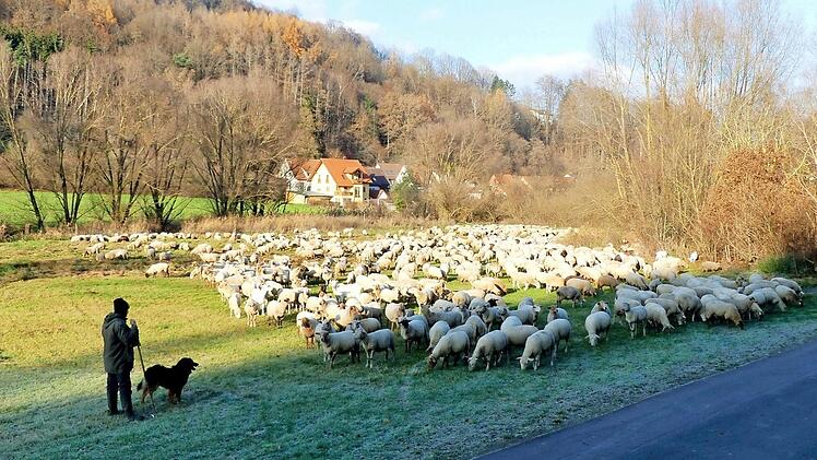 Wanderschäfer Johannes Kraft, hier in der Nähe des Trebgaster Badesees, macht sich mit seinen rund 400 Schafen wieder auf den Heimweg nach Erlangen-Höchstadt.  Foto: Dieter Hübner