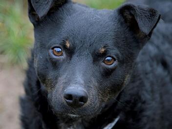 Tierheim Bamberg: Lissy ist Tier der Woche - Tierschützer suchen für sie ein neues Zuhause Tierheim Bamberg: Lissy ist Tier der Woche - Tierschützer suchen für sie ein neues Zuhause