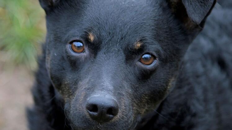 Tierheim Bamberg: Lissy ist Tier der Woche - Tierschützer suchen für sie ein neues Zuhause