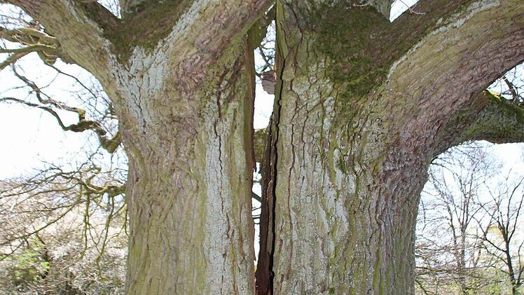 Die geschützte Eiche bei Dittlofsroda. Foto: Ralf Ruppert