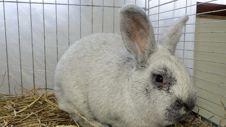 Ein Kaninchen war schöner als das andere.  Richard Sänger