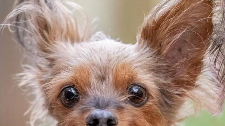 Tierheim Nürnberg: Terrier Whiskey kam völlig verwahrlost an - jetzt ist er bereit für den Neustart