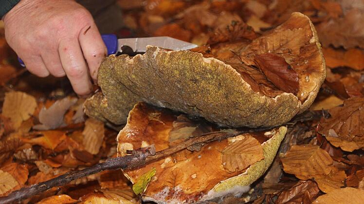 Der Steinpilz wird abgeschnitten.