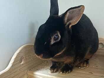 Tierheim Bamberg sucht für Kaninchen ein Zuhause mit liebem Partner