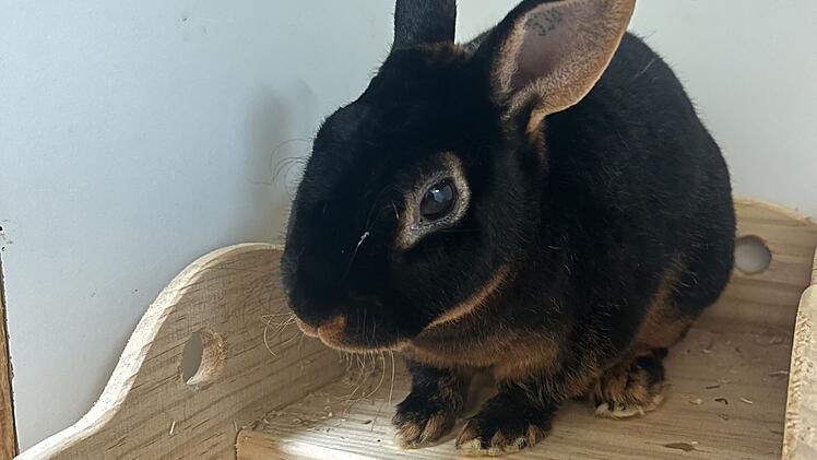 Tierheim Bamberg sucht für Kaninchen ein Zuhause mit liebem Partner