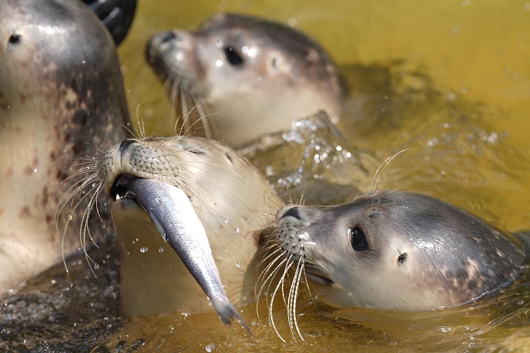 Erste Seehundjungtiere der Saison werden ausgewildert