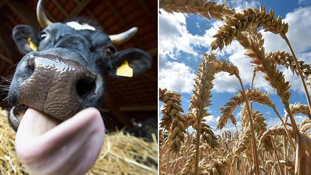 Ackerbau und Viehzucht - das allein reicht f&uuml;r Frankens Landwirte nicht aus, um wirtschaftliche &uuml;berleben zu k&ouml;nnen. Foto: dpa