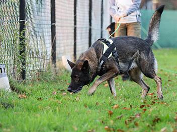 Die Polizei züchtet Spürhunde, die sogar Geld erschnüffeln können - soweit vorhanden. Foto: Marcel Kusch/dpa