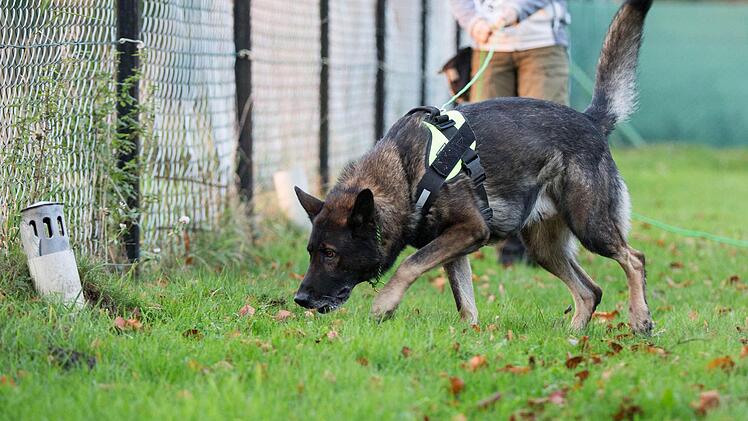 Die Polizei züchtet Spürhunde, die sogar Geld erschnüffeln können - soweit vorhanden. Foto: Marcel Kusch/dpa
