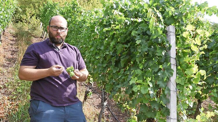 Durch den Hitzesommer sind die Trauben schon fast einen Monat früher reif als sonst. Winzer Max Martin vom Weingut Martin lässt sich die ersten Beeren schmecken, bevor es in einer Woche an die Lese geht.  Foto: Christoph Wiedemann