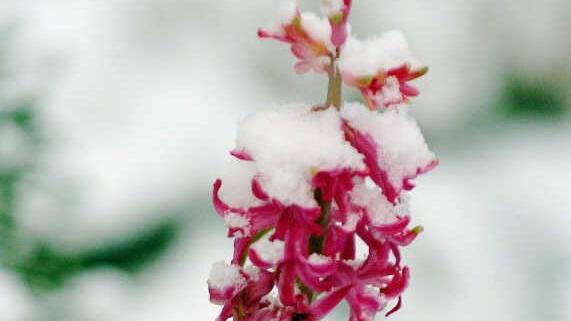 Die schneebedeckte Blüte einer Hyazinthe. Foto: Maurizio Gambarini/dpa
