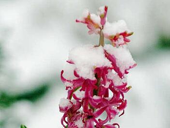 Die schneebedeckte Blüte einer Hyazinthe. Foto: Maurizio Gambarini/dpa
