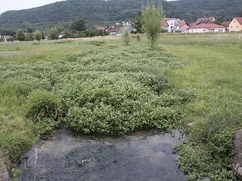 Statt Wasser sieht der Besucher in der Flutmulde Ebermannstadt nur noch Grün. Zu viel des Guten fanden die Stadträte Ludwig Brütting und Klaus Neuner und forderten Abhilfe.  Foto: Josef Hofbauer