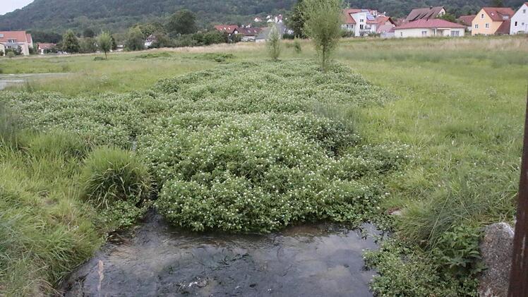 Statt Wasser sieht der Besucher in der Flutmulde Ebermannstadt nur noch Grün. Zu viel des Guten fanden die Stadträte Ludwig Brütting und Klaus Neuner und forderten Abhilfe.  Foto: Josef Hofbauer