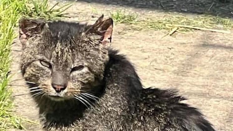 Tierheim Pfaffengrün mit rührender Kater-Geschichte - " meinte, da ist nichts mehr zu machen"