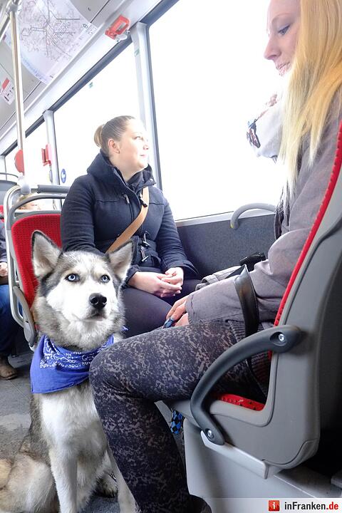 43. Internationale Rassehundeausstellung (Cacib) in Nürnberg