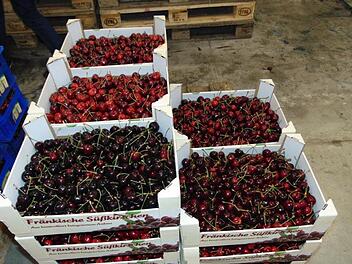 Kirschenanlieferungen im Obstgroßmarkt in Igensdorf - von großen Ernteverlusten ist hier nichts bekannt. Foto: Petra Malbrich