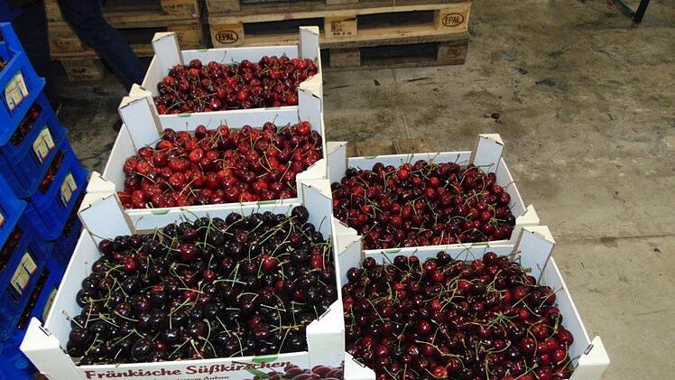 Kirschenanlieferungen im Obstgroßmarkt in Igensdorf - von großen Ernteverlusten ist hier nichts bekannt. Foto: Petra Malbrich