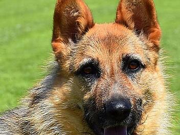 Julie kommt aus Spanien. Sie sitzt im Tierheim Kronach. Foto: Tierheim