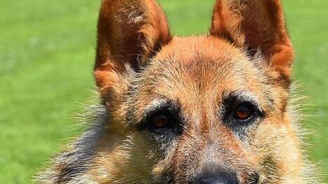 Julie kommt aus Spanien. Sie sitzt im Tierheim Kronach. Foto: Tierheim