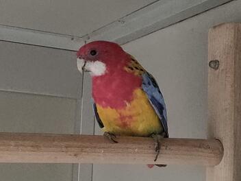 Tierheim Bamberg sucht neues Zuhause für Prachtrosella Papagei Andy