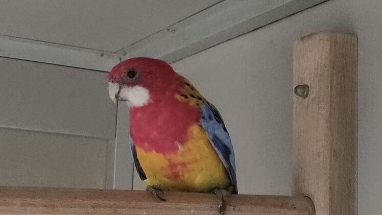 Tierheim Bamberg sucht neues Zuhause für Prachtrosella Papagei Andy