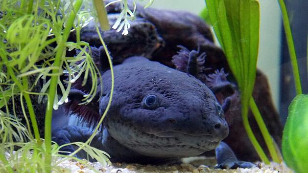 Dumerils Querzahnmolch ist ein großer Vertreter der Axolotl und hat besonders auffällige Kiemenbüschel. Nonnen züchten ihn, um seinen Schleim zu ernten.
