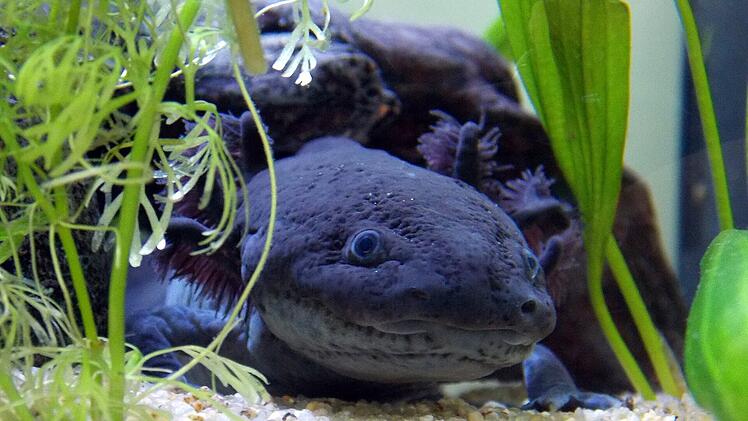 Dumerils Querzahnmolch ist ein großer Vertreter der Axolotl und hat besonders auffällige Kiemenbüschel. Nonnen züchten ihn, um seinen Schleim zu ernten.