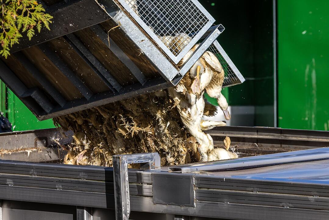 Vogelgrippe - Neuhardenberg