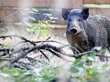 Weil Wildschweine die Erreger übertragen, erhalten Jäger eine Abschussprämie auf Frischlinge und Bachen. Foto: Jan Woitas/dpa