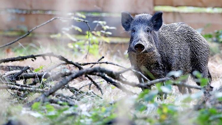 Weil Wildschweine die Erreger übertragen, erhalten Jäger eine Abschussprämie auf Frischlinge und Bachen. Foto: Jan Woitas/dpa