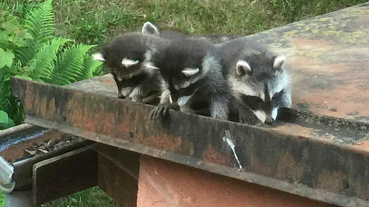 Wenn ein Waschbär sein gewünschtes Ziel nicht alleine erreicht, helfen ihm seine Kumpanen. Foto: Emanuel Fritschka