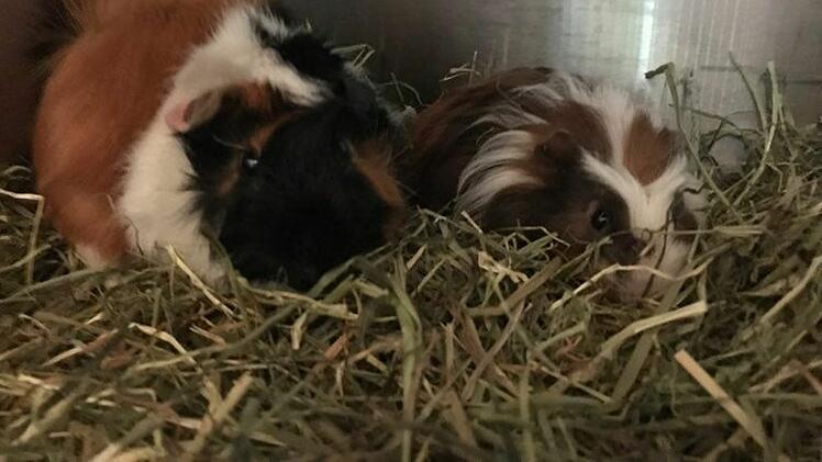 Tierheim Hersbruck: Fußgänger findet ausgesetzte Tiere in Hecke an Bahnhof